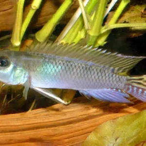 Sale Blauer Kongocichlide Kongozwergbuntbarsch (Nanochromis parilus)